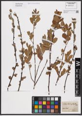Foto von Salix aurita L.